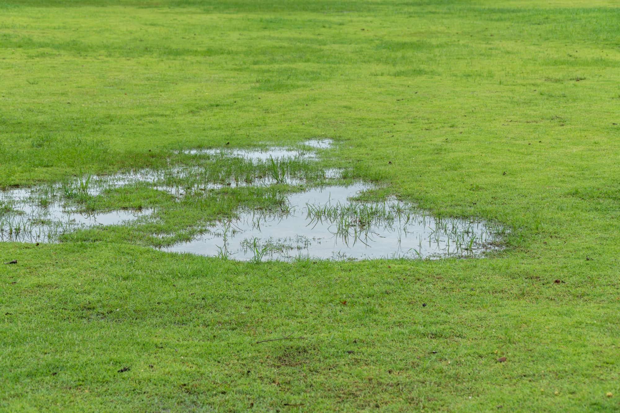 Greenway Nashville TN Solving Yard Flooding in Nashville Why Swales Are a Smart Fall Investment